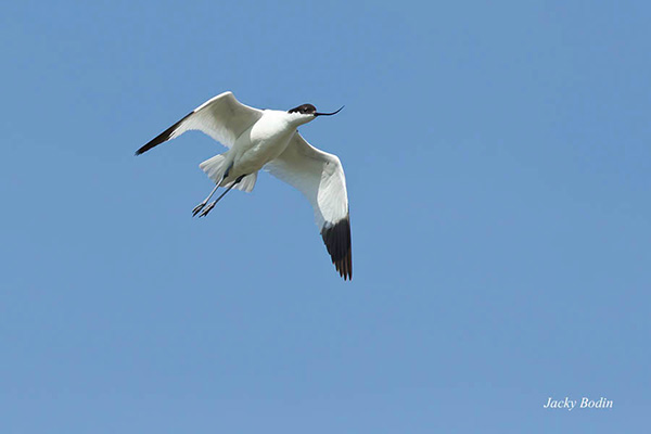 L'avocette élégante en vol Une jolie vue de l'avocette en vol